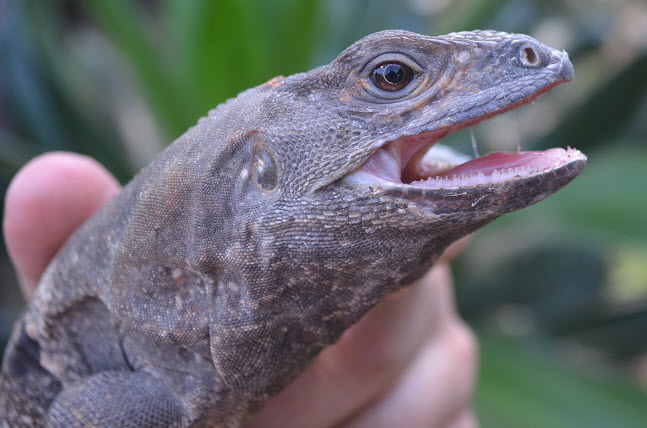 Ctenosaura