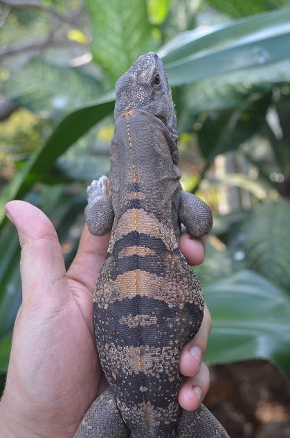 Ctenosaura2