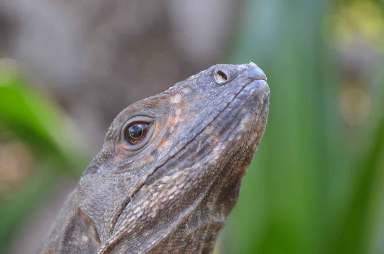 iguana