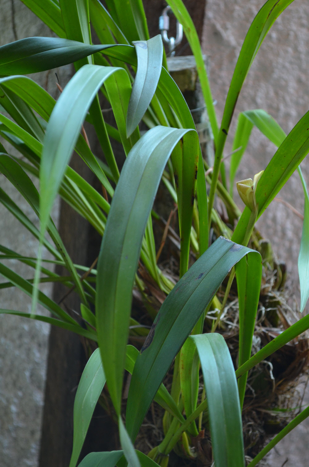 Trigonidium egertonianum plant