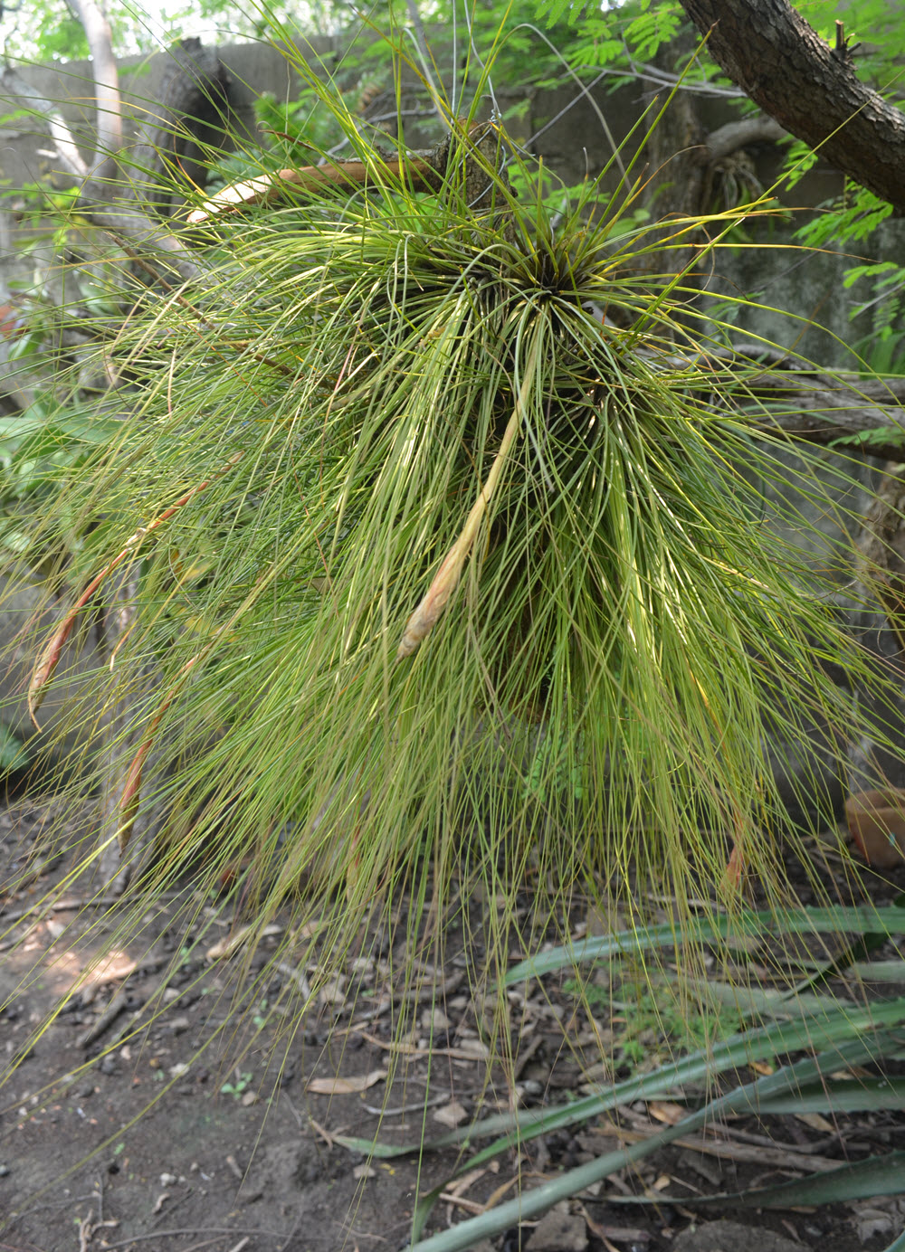 airplant