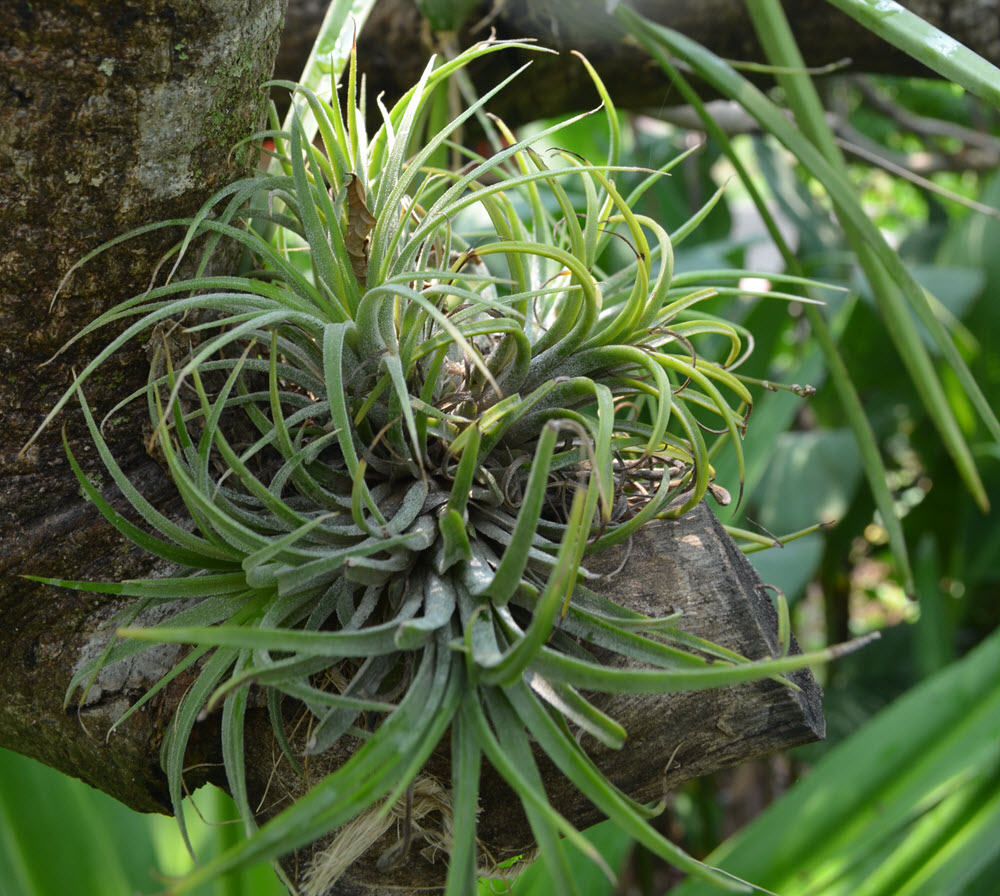 tilandsia- Air plant