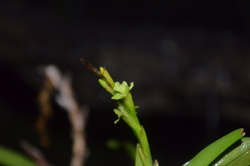 mini-orkide blomma