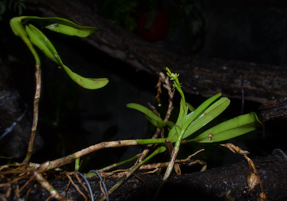 mini-orkide