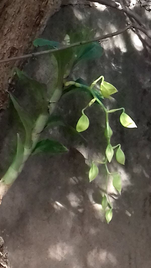 catasetum
