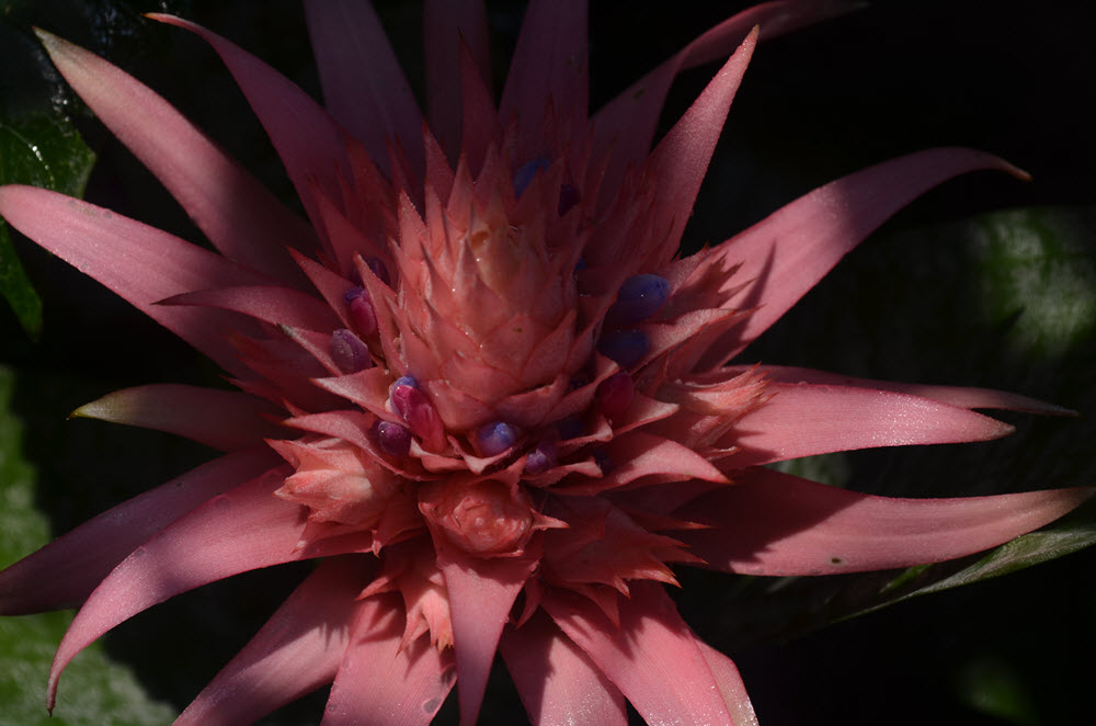 Aechmea Primera