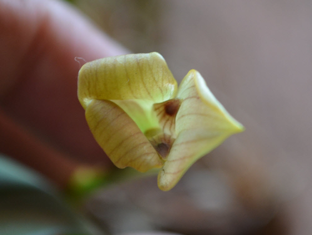 Trigonidium egertonianum